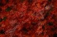 /album/photogallery/a029-watermarked-jpg/
